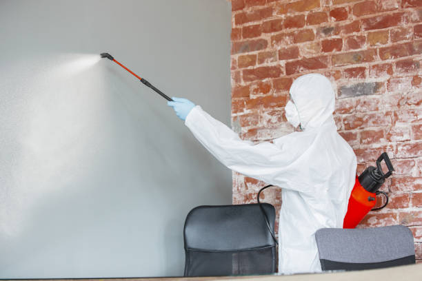 Best Black Mold Removal  in Arcanum, OH