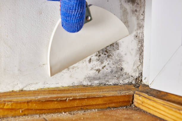 Best Basement Mold Removal  in Arcanum, OH